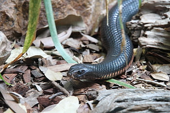 black snake, Snake, Inland Taipan, Animal, threatening, animal world, most poisonous snake, australia, reptile, nature, wildlife