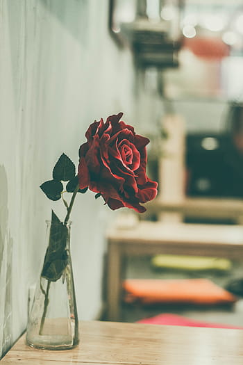 fiore di rosa rossa, rosso, Rose, fiore, bicchiere, vaso, di legno, tavolo, rosa, natura, fragilità