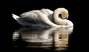 близо, снимка, лебед, перце, перушина, водна птица, природа, животно, schwimmvogel, гордост, птица