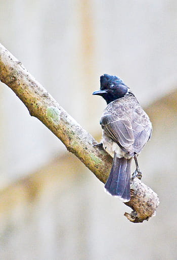 red vented bulbul, bird, male bird, resting, nature, wild, sri lanka, mawanella, ceylon