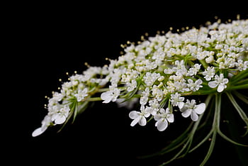 isolated, flowers, black background, white, fresh, bloom, blossom, botany, garden, havest, natural