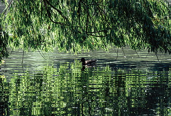 pond, waters, pasture, aesthetic, reflection, water, duck, mirroring, weeping willow, water bird