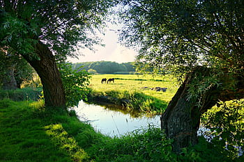 dva, zvířat, travnaté hřiště, řeka, stromy, Holandsko, holandské krajiny, krajina, polder, louka, venkovský