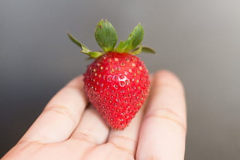 person holding strawberry, strawberry, person, s, palm, hand, red, fruit, seed, food, human body part
