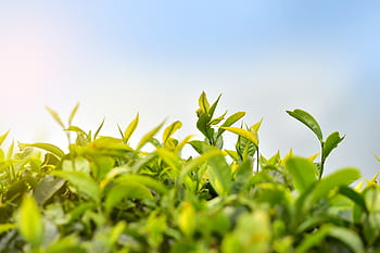 čajové plantáže, majetek, čaj, Indie, plantáž, kerala, rostlina, munnar, krajina, zelená, vysočina