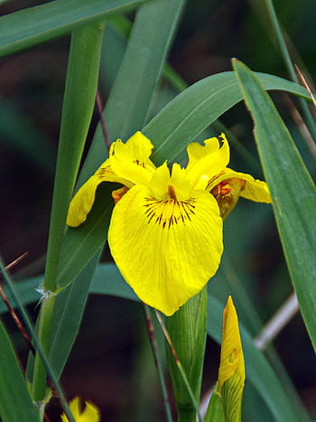 duhovka, voda iris, iris pseudacorus, iridaceae, žlutý květ, bažina, vegetace, okvětní lístky, žlutá