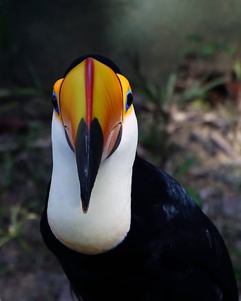 toucan, tucano, bird, exotic, color, brazil, zoo, forest, fauna, colorful, nature