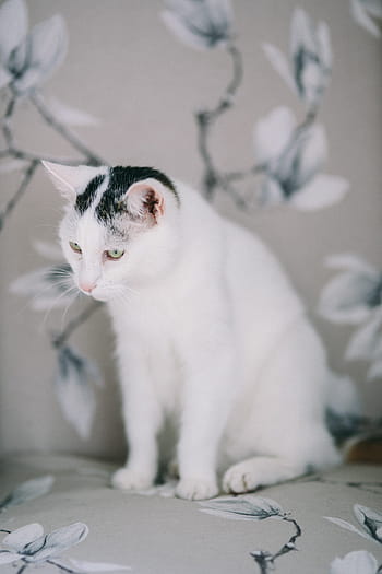 putih, sedih, kucing, Potret, hewan peliharaan, hewan, kucing sedih, kucing putih, tertekan, murung, Kucing domestik