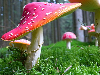 shallow, focus photography, red, white, mushroom, fly agaric, mushrooms, red fly agaric mushroom, toxic, spotted, autumn