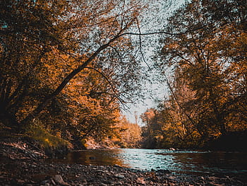 Marrone, leafed, albero, daytimes, natura, alberi, rocce, ciottoli, acqua, lago, fiume