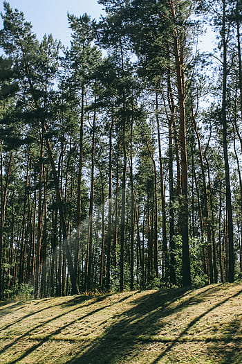 kayu, belang-belang, sinar matahari, pohon-pohon pinus, alam, pedesaan, pohon, sore, pinus, hutan, lumut
