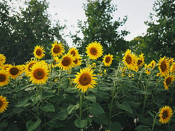 champ de tournesol, des arbres, tournesol, jaune, pétale, champ, ferme, jardin, la nature, plante, ciel