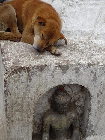 Dog, Statue, Buddha, Homeless, Animals, sleep, outdoors, nepal, animal, one animal, animal wildlife