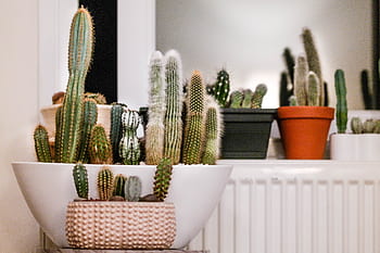 cactus, houseplants, houseplant, plant, green, succulent, thorn, cacti, indoor, decoration, prickly