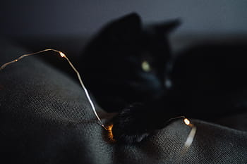 黒、 猫、 妖精、 ライト、 黒猫、 妖精ライト、 ペット、 動物、 飼い猫、 クローズアップ、 1匹の動物