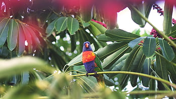 bird, fly, animal, beak, feather, leaves, plant, green, garden, fllower, fruit