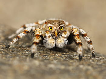 sova, tváří v tvář, skákání, manipulace s pavoukem, makro snímek, speule, pavouk, skákání pavouk, tarantule, zavřít, makro