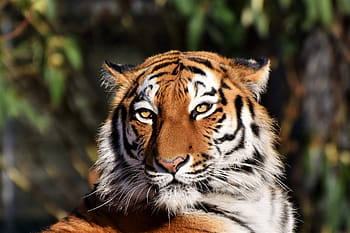 selective, focus photography, tiger, siberian tiger, tiger head, cat, predator, carnivores, wildcat, big cat, dangerous