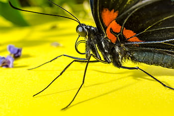 motýl, hmyz, oči, sonda, proboscis, sroloval, zavřít, makro, jednoho zvířete, zvířat, zářivé barvy