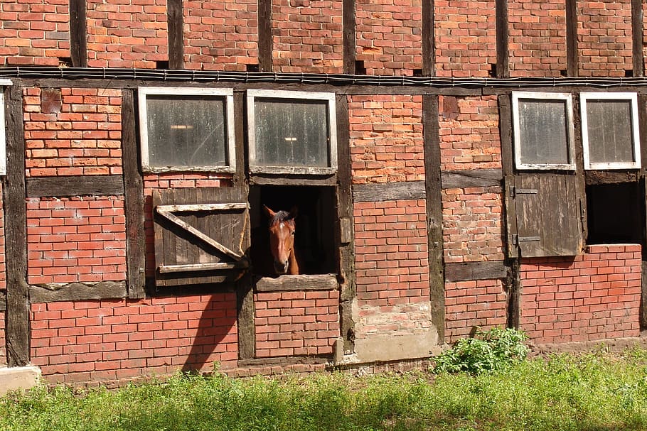 kůň, koňská stáj, fachwerkhaus, hospodařit, statek