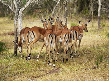 Antelope, Rear, Drawing, Uganda, from the rear, rear view, flock, wild animals, africa, wildlife, safari