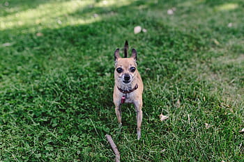 犬、 草、 小、 夏、 ペット、 動物、 かわいい、 楽しい、 自然、 外、 チワワ