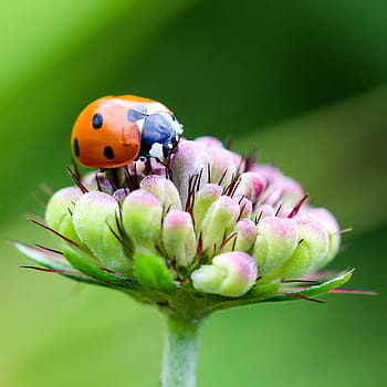 oranžový, Černá, slunéčko sedmitečné, posazený, zelená, růžový, květ, detailní, fotografie, coccinellidae, hmyz