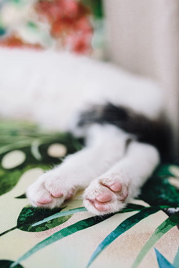 kursi, bersantai, membelai, hewan, imut, kucing, kucing putih, sedang tidur, manis, tidur sebentar, kelucuan
