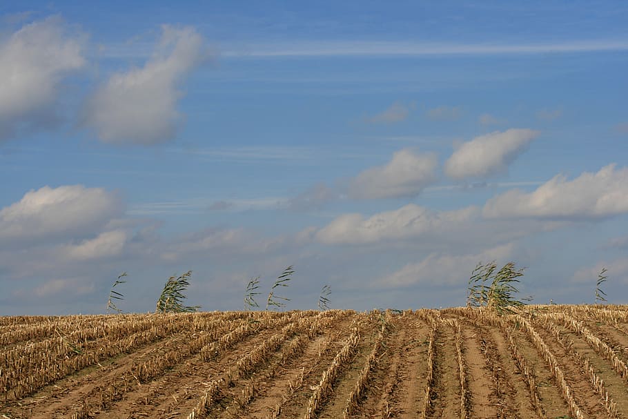 field, cornfield, harvested, sky, stormy, agriculture, clouds, corn, food, nature, corn plants