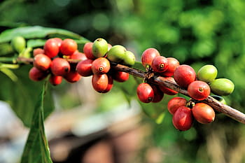 zavřít, fotografování, Červené, zelená, ovoce, fazole, hospodařit, strom, arabica, rostlina, čerstvý