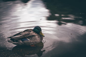 brown, green, mallard duck, body, water, male, mallard, duck, bird, animal, sea