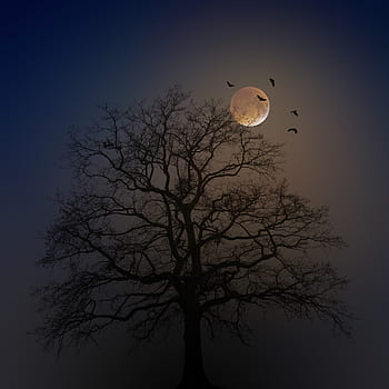 halloween, pohon, bayangan hitam, bulan, kabut, kelelawar, menyeramkan, kengerian, aneh, gelap, gaib