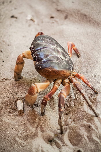 brown, black, crab, black crab, crabs, gray, orange, sand, summer, claw, sea