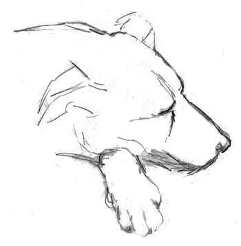 dog, sleep, doze, sleeping dog, drawing, sketch, pencil, pet, lying, lying dog, animal