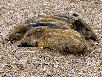 Boar, Little, Pig, Nature, little pig, three, wild boar, family, piglet, young, head drawing