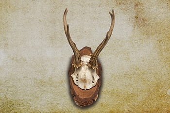 antler, horn, hunting, hunting trophy, retro, red deer, skull, souvenir, trophy, wall decoration, wild