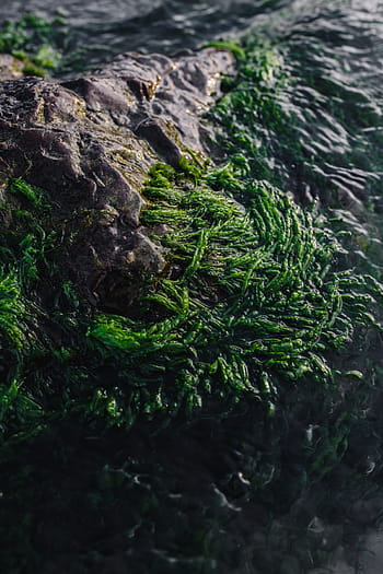 meliputi, berbatu, pantai, rumput laut, lautan, laut, hijau, alam, batu, rockweed, warna hijau