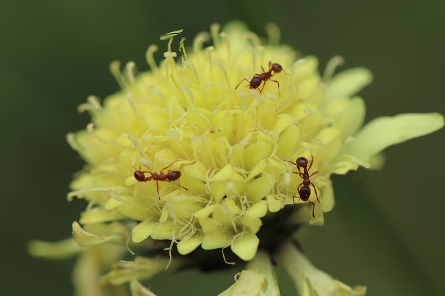 alpine-shed head, cephalaria, cephalaria alpina, kardengewaechs, shed head, insect, ants, red ants, blossom, bloom, yellow