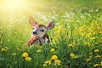 fawn, deer, baby, nature, young, wildlife, animal, bambi, cute, grass, dandelions