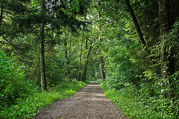 jalur hutan, jauh, hutan, alam, Jalan, pohon, jejak, suasana hati, mistik, beristirahat, hijau
