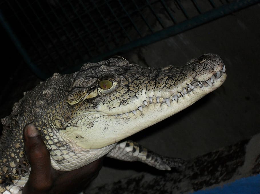 Crocodile, Nubian, Village, Egypt, nubian village, reptile, one animal, animal wildlife, alligator, animal themes, animal head