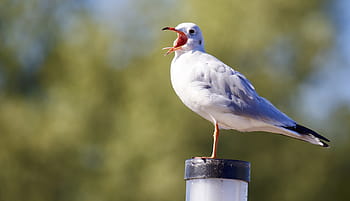 wit, zwart, vogel, Ondiep, focus fotografie, dier, zeemeeuw, oog, bomen, hemel, hoofd