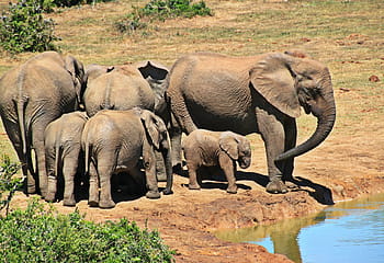 brown elephants, elephant, animal, herd of elephants, elephant family, africa, south africa, african bush elephant, proboscis, pachyderm, animal world