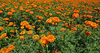 fiore, calendula, arancia, campo, pianta, fioritura, flora, fiorire, botanico, orticoltura, coltivare