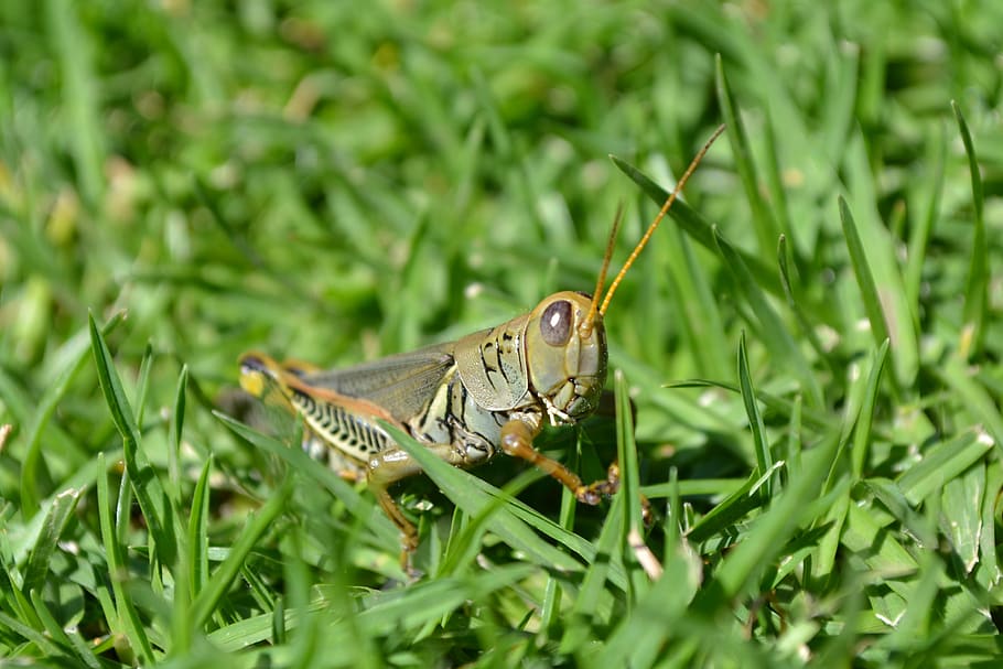 grasshopper, chapulin, insect
