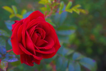 rose, red, nature, beauty, flower, love, romantic, blooming, beautiful, smell, the leaves are