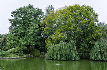 strom, Příroda, park, krajina, dřevo, rybník, vod, tráva, jezero, letní, schönwetter