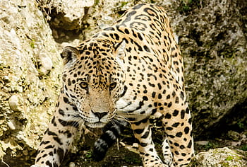 close-up photography, leopard, daytime, jaguar, cat, big cat, wildcat, zoo, tiergarten, dangerous, hunting