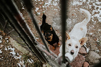 binatang, anak anjing, hitam dan putih, jeruji, gembok, Anjing, belakang, logam
