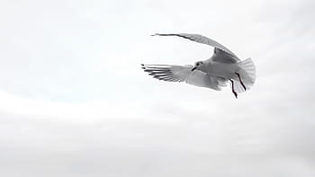 franklin, gull, flying, clouds, daytime, wing, bird, sea, fly, venice, water bird